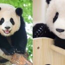 수제인형 이미지