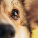 웰튼동물의료센터 이미지