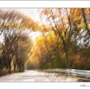 느티나무길 이미지