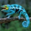 카멜레온 이미지