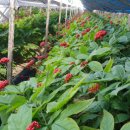 금산인삼 이미지