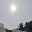 향나무세구루 Daum카페