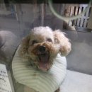 수동물메디컬센터 이미지