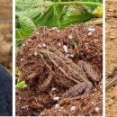 자라는 씨앗 이미지