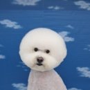 LIKE FRISE 이미지