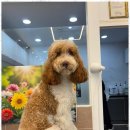 하나펫살롱 이미지