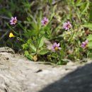등심붓꽃Sisyrinchium angustifolium Mill. 이미지