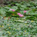 남생이못 이미지