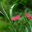 가는동자꽃 Lychnis kiusiana Makino 이미지