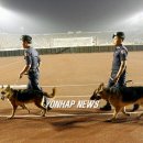 stadium of dogs 이미지