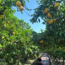 숨도 귤림성 이미지