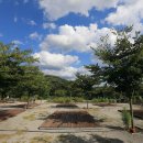 정이품송캠핑장 이미지