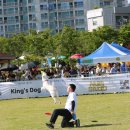 서산시, 제2회 반려동물 문화축제 ‘펫토피아’ 열려!(서산태안TV) 이미지