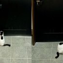 언니도그 이미지