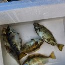 도장포낚시터 이미지