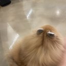 귀여워 강아지 이미지