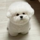 솜사탕 - 중랑구 사가정로52길 20 | 솜사탕