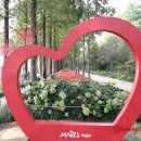 꽃무릇/월드컵공원 이미지