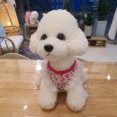 브로콜리 펫푸드 이미지