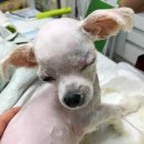 당진시 동물보호소 동물병원 이미지