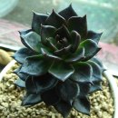 보리수식당 이미지