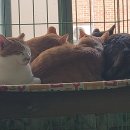 금동이네 이미지