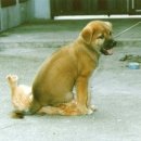 개와고양이 이미지