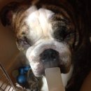 백일켄넬 이미지