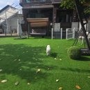 공항 가까운 전원주택 펫시터 | 🐾 공항 근처 가정형 펫시터 찾는다면｜공항가까운 전원주택펫시터 후기 ✈️