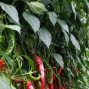 응성농장 이미지