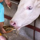 청보리목장 이미지