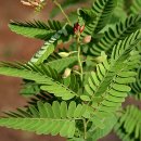 타마린드 이미지