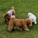 호야별 애견유치원 이미지