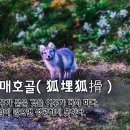 호매호