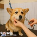 수완지구 애견미용 발발이 꽁이 3cm 전체 미용 후기🐶✨