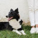 윤은채 재활 한방 동물병원 이미지