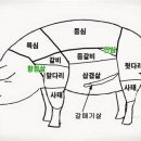 돼지.양