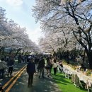 마장공원(산곡남중 옆) | [과천 가볼만한곳] 역대급 인파 몰린 과천 경마공원 경마장 2026 렛츠런파크 서울 벚꽃축제 실시간 후기!