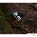 바람꽃 Daum카페