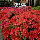 구 도립대구병원(舊 道立大邱病院) | 대구여행 = 경북대학교병원에 사적423호 감탄사가 절로나오는 대구 최대 영산홍 명소,꽃,효능,철쭉...
