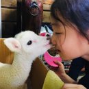 채운목장 이미지