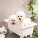 쁘띠 펫 살롱 이미지