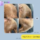 돌리샵 | [부천시청,신중동 강아지미용] 강아지 가위컷 전문 &#34;돌리샵&#34;