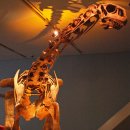 말라위사우루스 이미지