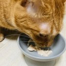 (주)베러펫 이미지