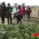 제주나무처럼