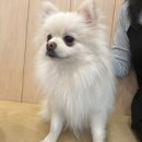 와글와글댕댕 이미지