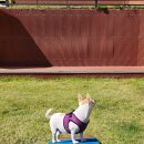 뛰어놀개 애견펜션 | 양평 애견 운동장 개인 개별 대여 사용 강아지 놀이터 서울 근교 경기도 뛰어놀개