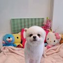 해피테일 네이버블로그