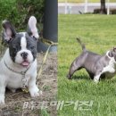 프불리하우스 이미지